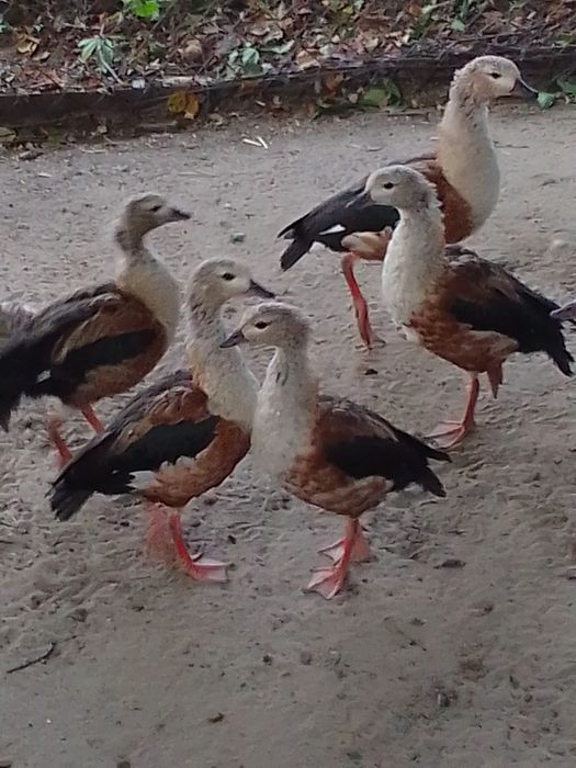 Sprzedam gęśi orinoko ine