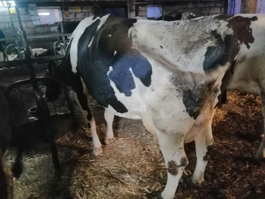 Sprzedam krowę po wcieleniu 2 miesiące temu likwidacja stada