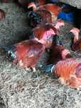 Galos capoes caseiros