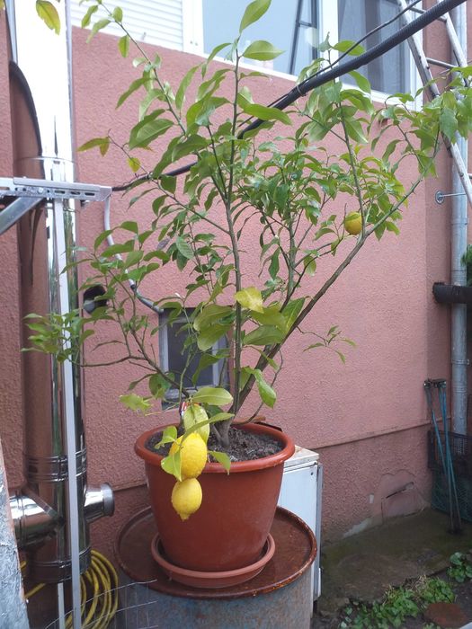 Продам  лимон  дерево.