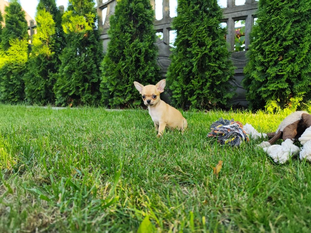 Beżowa dziewczynka chihuahua