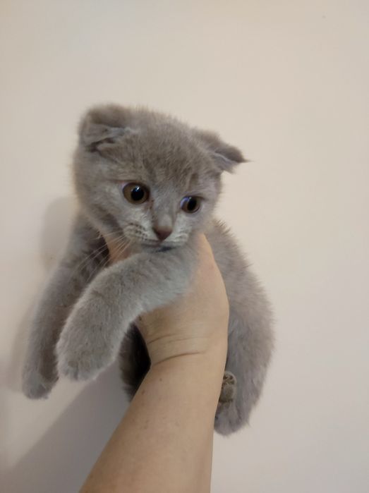 Кошеня, коти висловухі, 3 міс