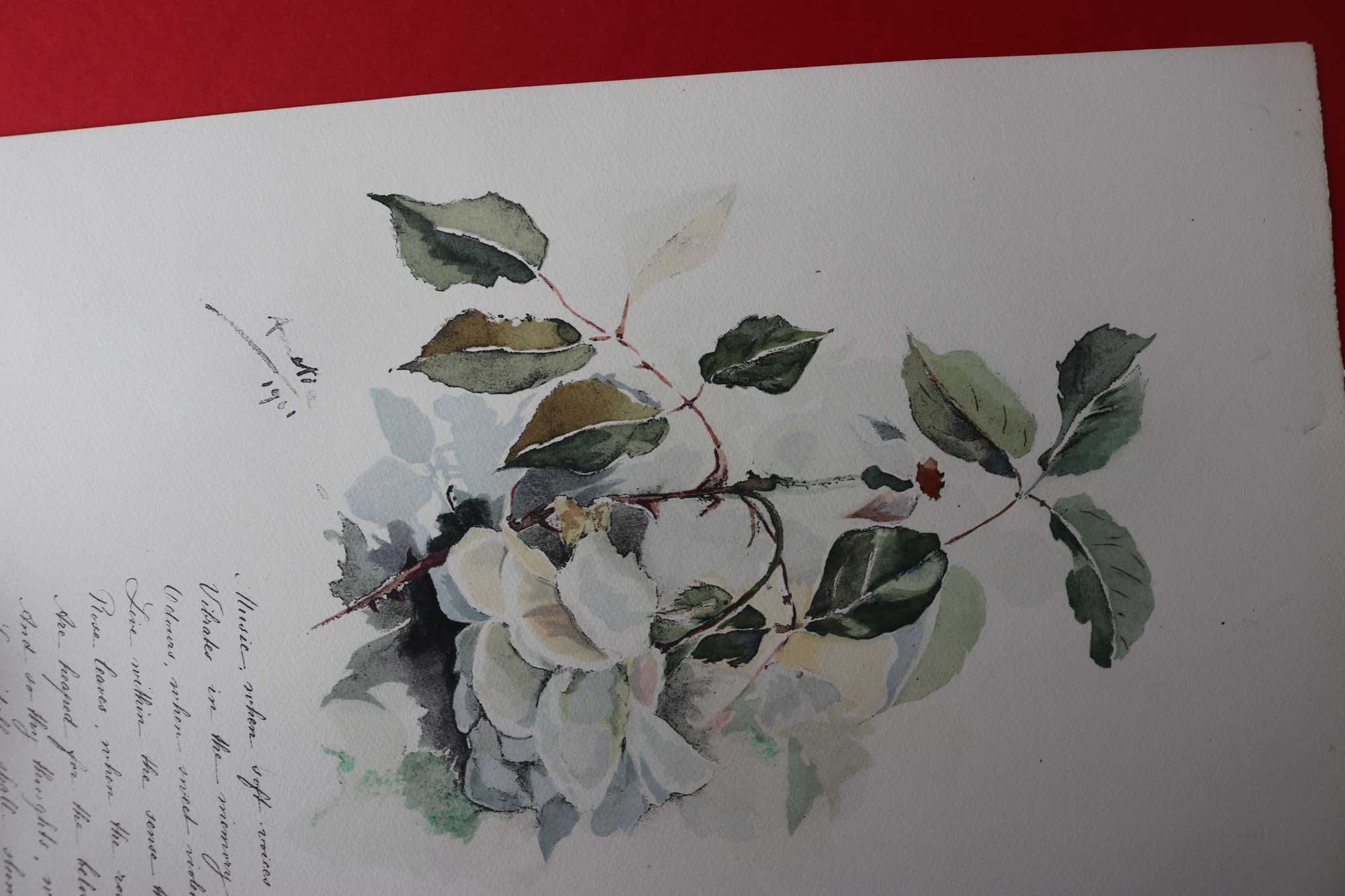 Rainha D Amélia rosa chá aguarela 1901 litografia 1927