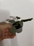 Philodendrons baby - silver, anderson, brandtianum