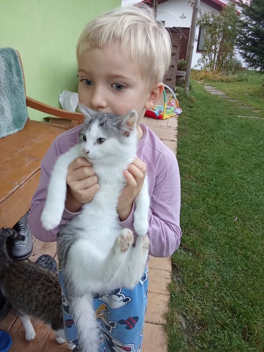 Małe kotki tygrysy