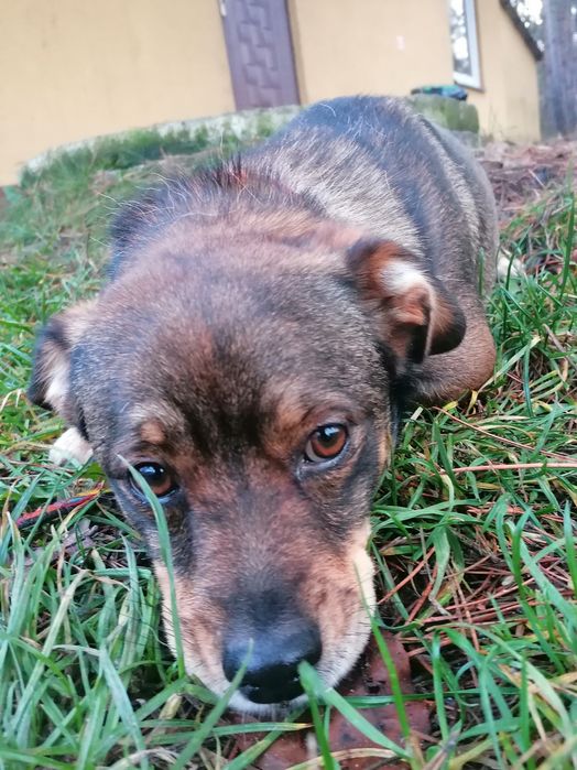 GAPIK młody mały piesek szuka domu