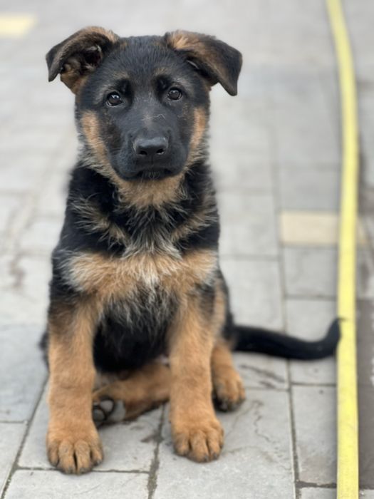 Цуценята Німецької Вівчарки з документами КСУ