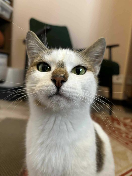 Roczna kota o cudownym charakterze i wyjątkowej urodzie szuka domu