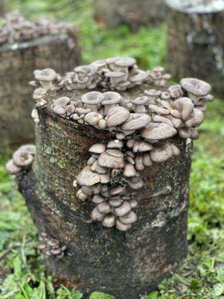 Міцелій Гливи (вешенки) Зерновий для вирощування грибів вдома. Мицелий