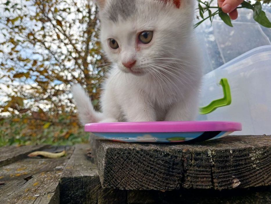 Милі  малята шукають дім