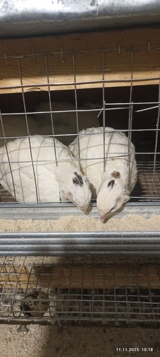 Перепела породи  Техас м'ясо -яєчні