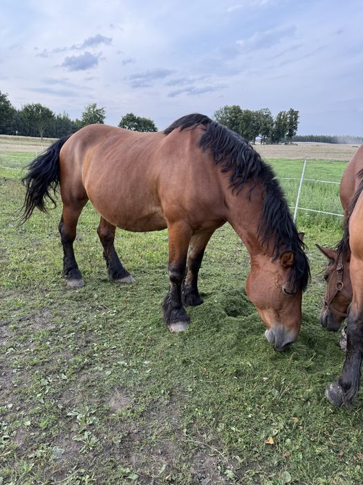 Klacz Polski Koń Zimnokrwisty