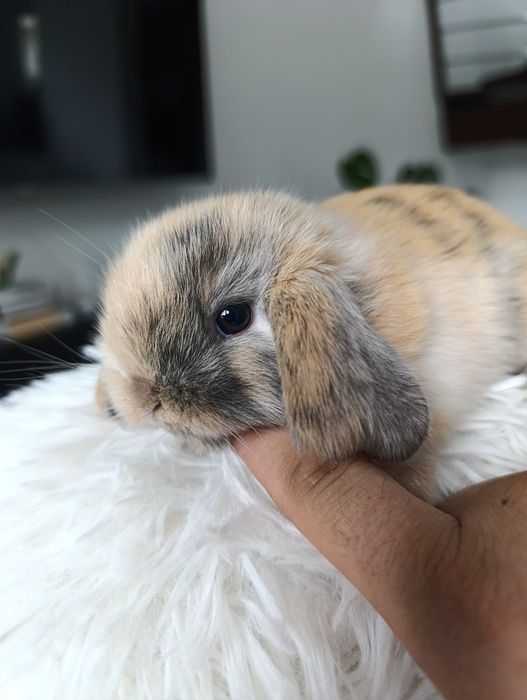 Mini lop karzełek Teddy hodowla zarejestrowana
