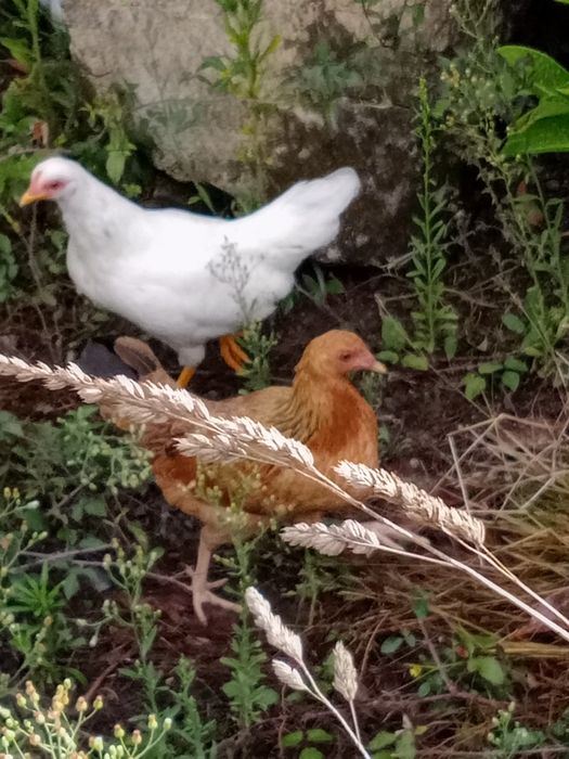 Garnisés/fêmeas 4 brancas 1 preta 1 castanha.