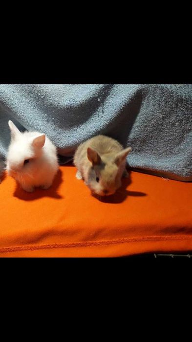 Декоративні кролики,  карликові кролики