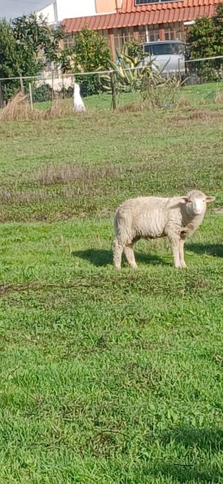 Vendo borregos caseiros