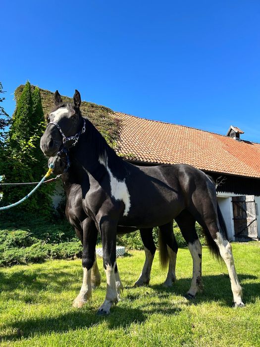 Para karosrokata klacz wałach