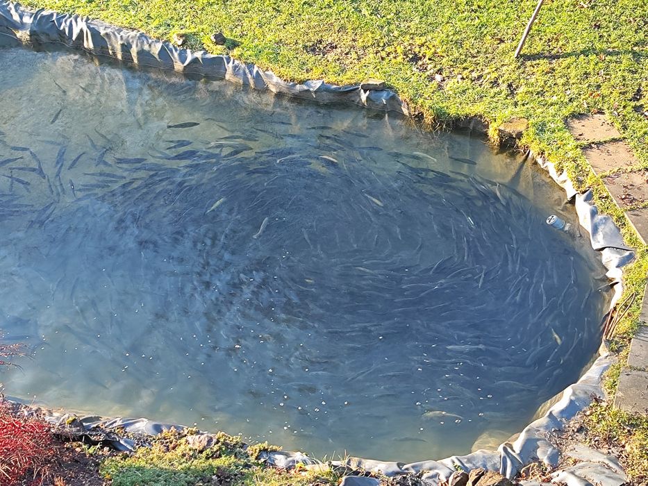 Karp pstrąg jesiotr żywy i wędzony ryby w słoiku łosoś eko choinki