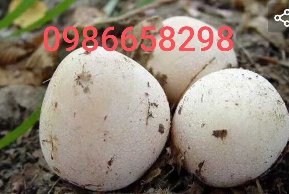 Веселка лісова гриб панна