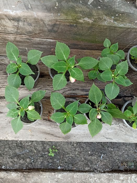 Бальзамін махровий великоквітковий кімнатний