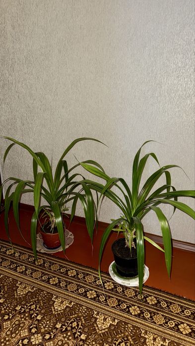 Цветок в горшке пальма