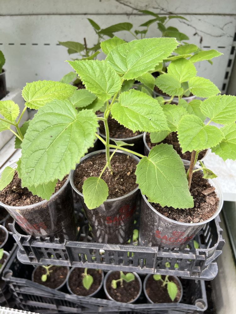 Paulownia elongata