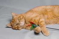 Рыжий котик Декстер, 1,5г рудий кот
