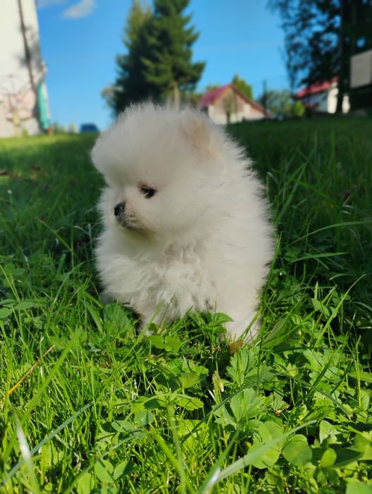 Piesek rasy szpic miniaturowy pomeranian, piesek miś