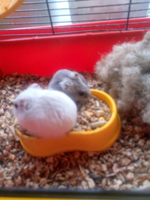 Джунгарик Кременчуг