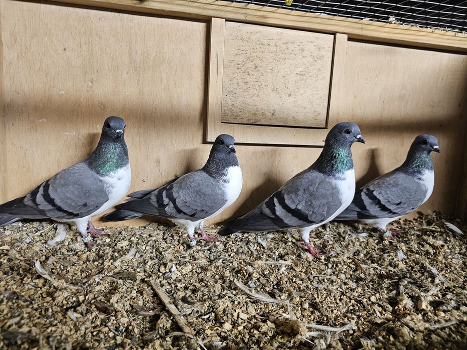 Gołębie czajki wiedeńskie