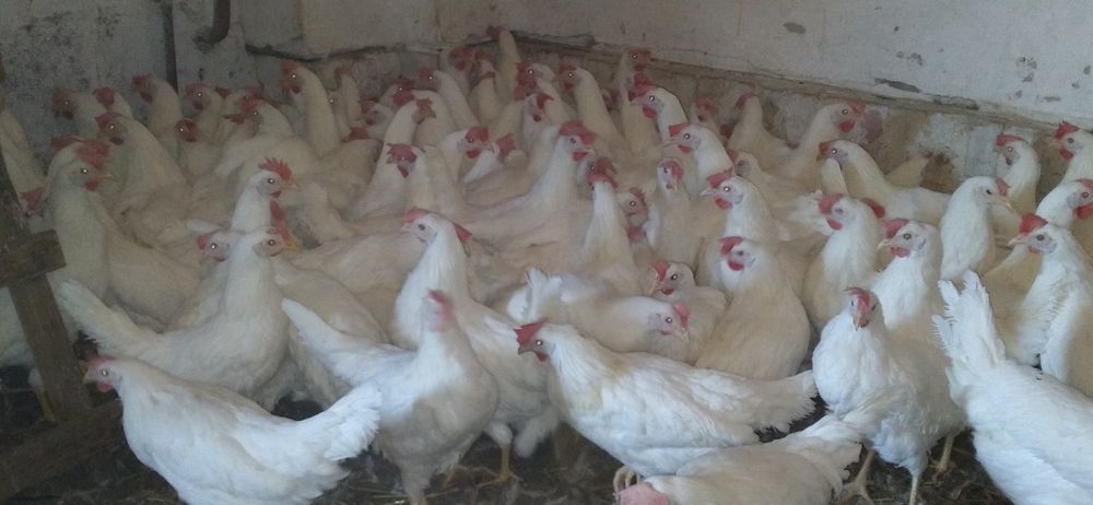 Kury Nioski Leghorn 24 tygodnie! Wysyłka!