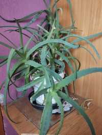 Aloes - kwiat lecznicy