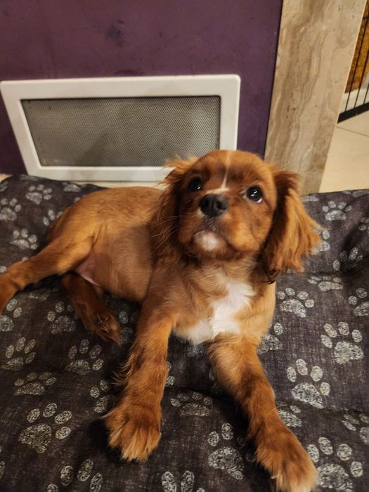 Piesek szczeniaczek cavalier king charles spaniel