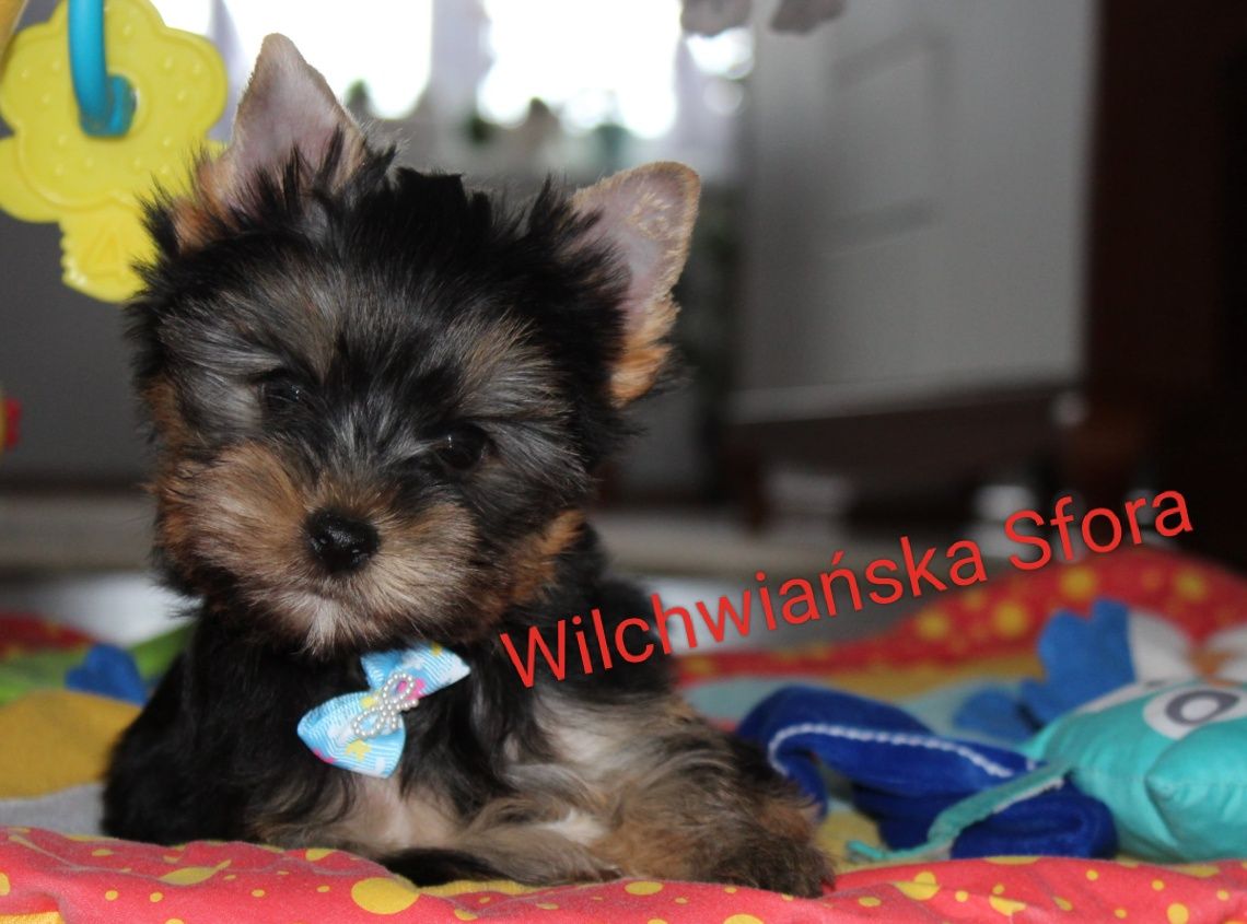 Yorkshire Terrier piesek