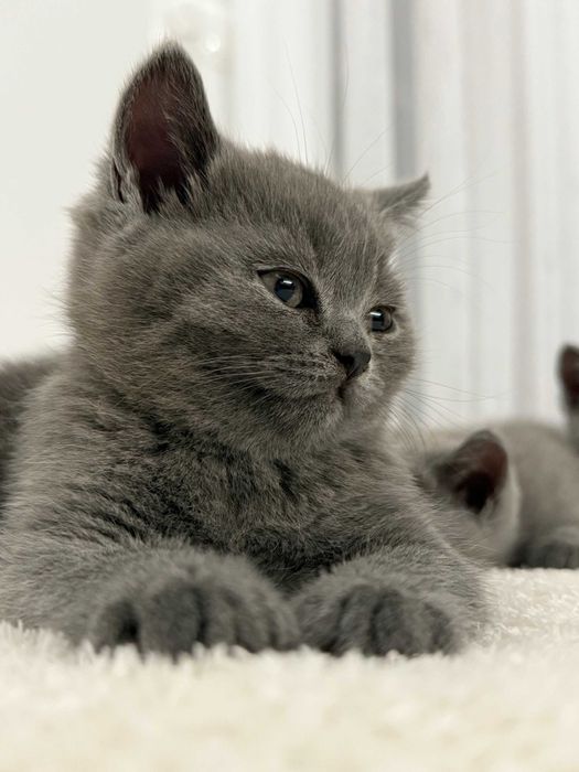 kotek brytyjski krótkowłosy