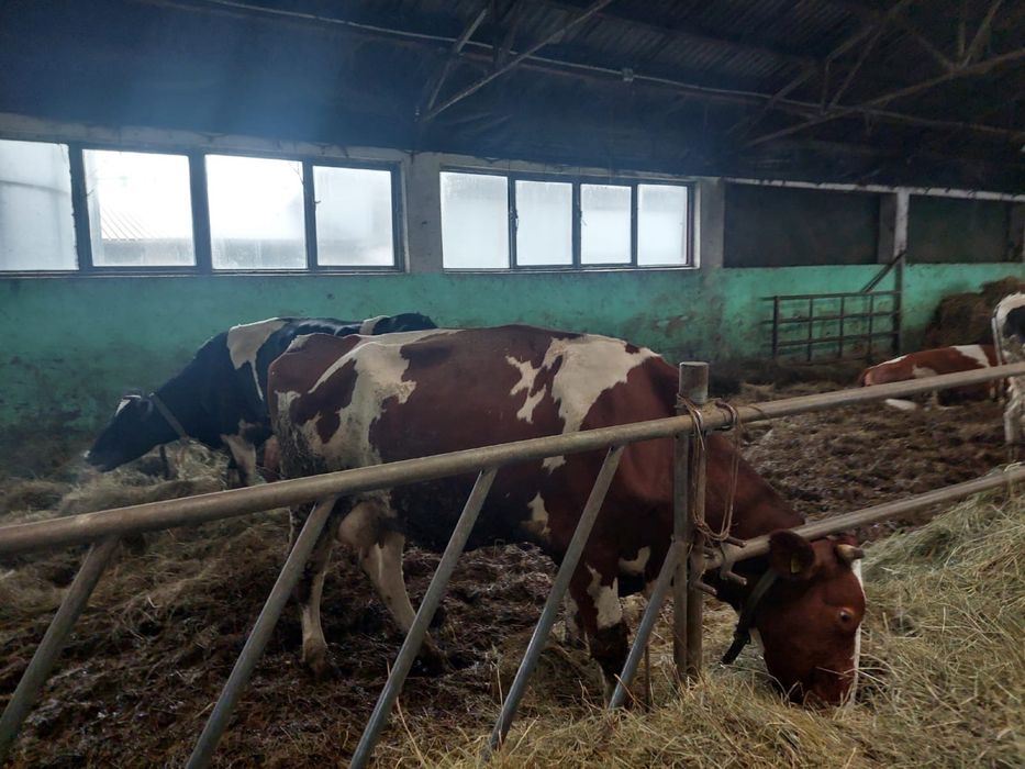 Stado bydla mlecznego