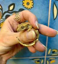 Ящерица геккон реснитчатый (бананоед), самая простая в содержании