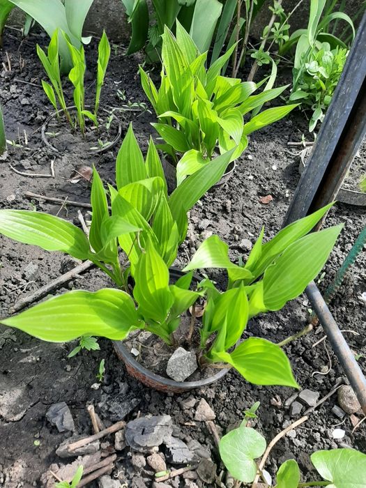 Растения садовые. Глициния. Каприфоль. Брунелла.