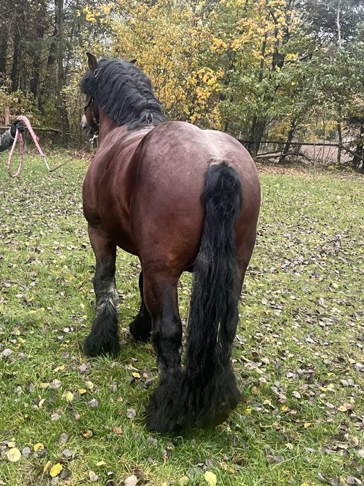 mam na sprzedaz ogiera  zimnokrwistego typ sztumski