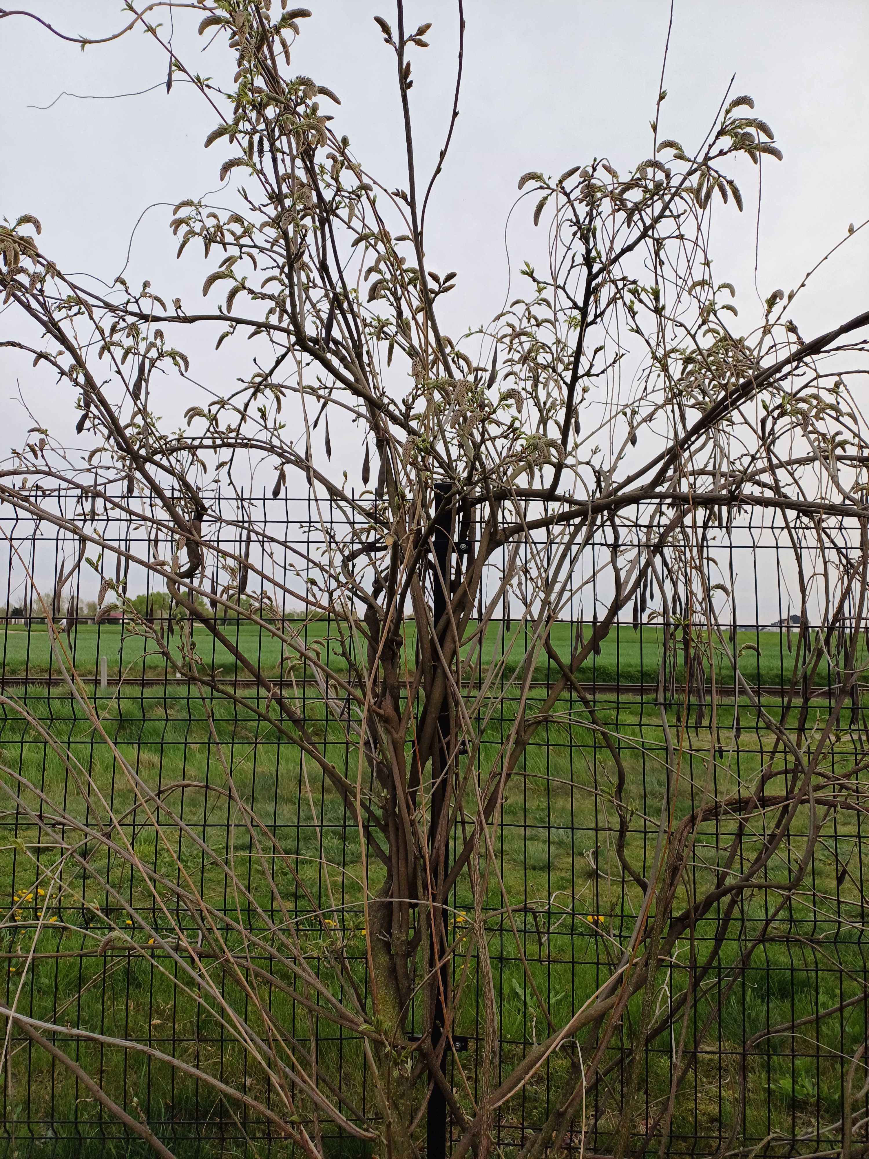 Nasiona wisterii fioletowej