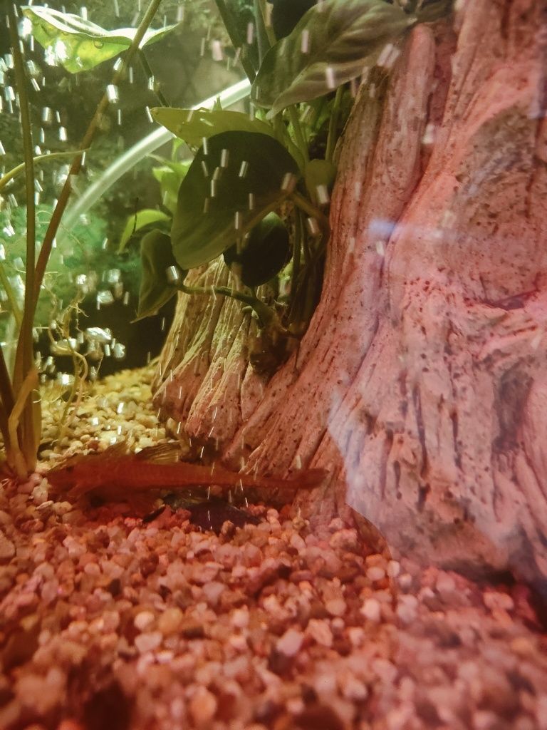 Sprzedam piękne lolikarie super Red