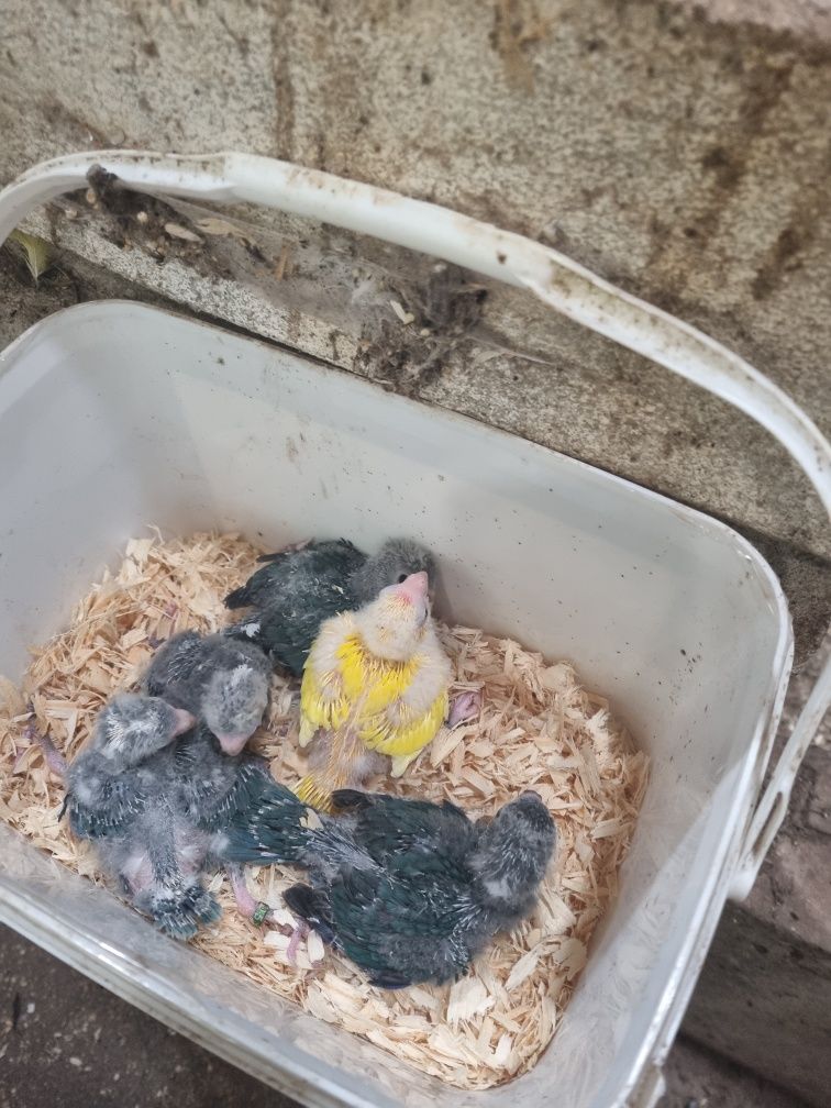 Kakarikis bebes para acabar de alimentar a mao