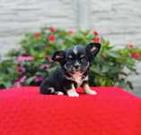 Suczka chihuahua dlugowlosa z metryka FCI ZKwP
