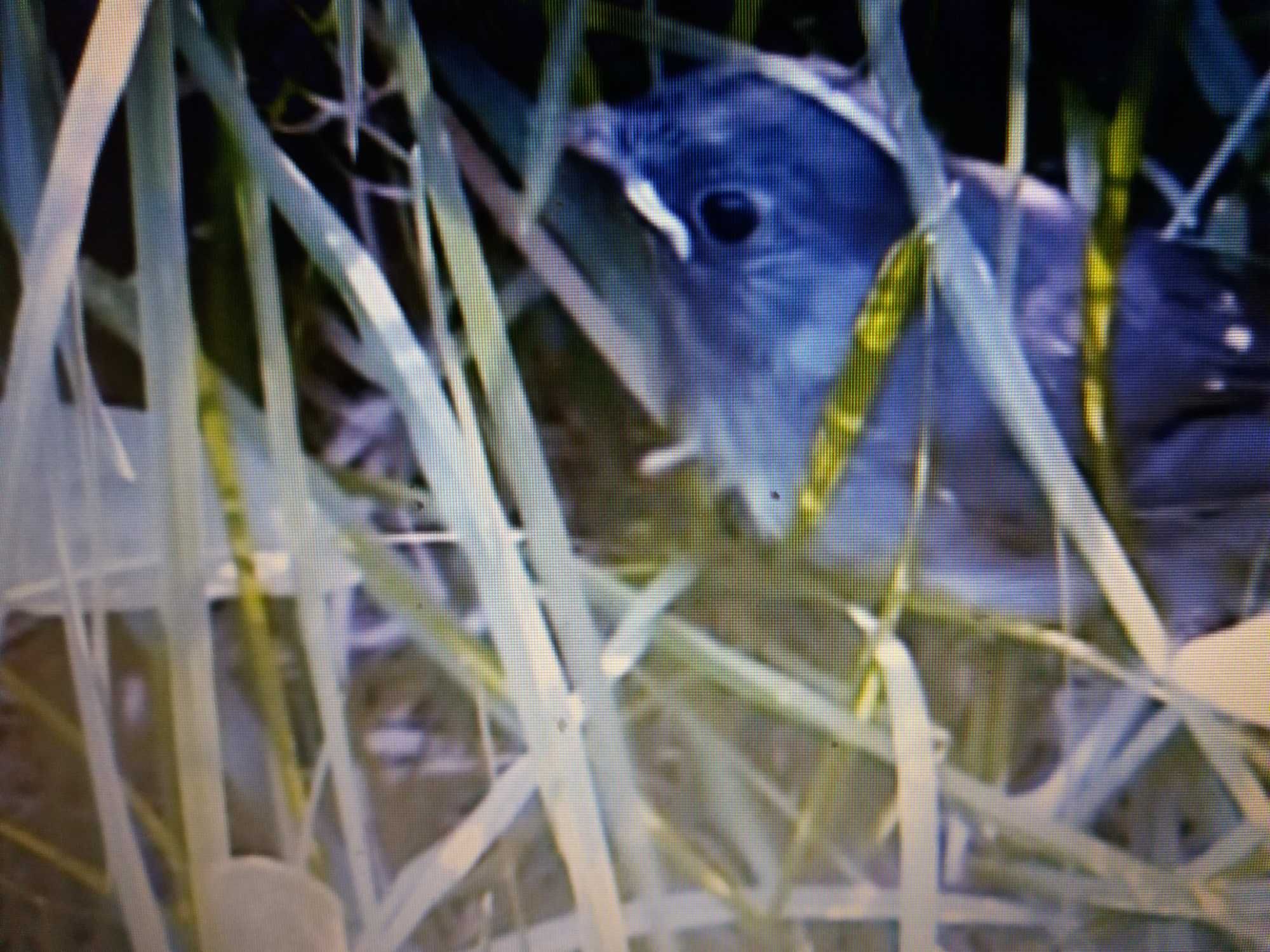 Casal de  aves anilhadas 2024/2025 Outras aves
