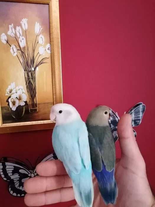 Roseicollis /Agraponis (Domésticados)