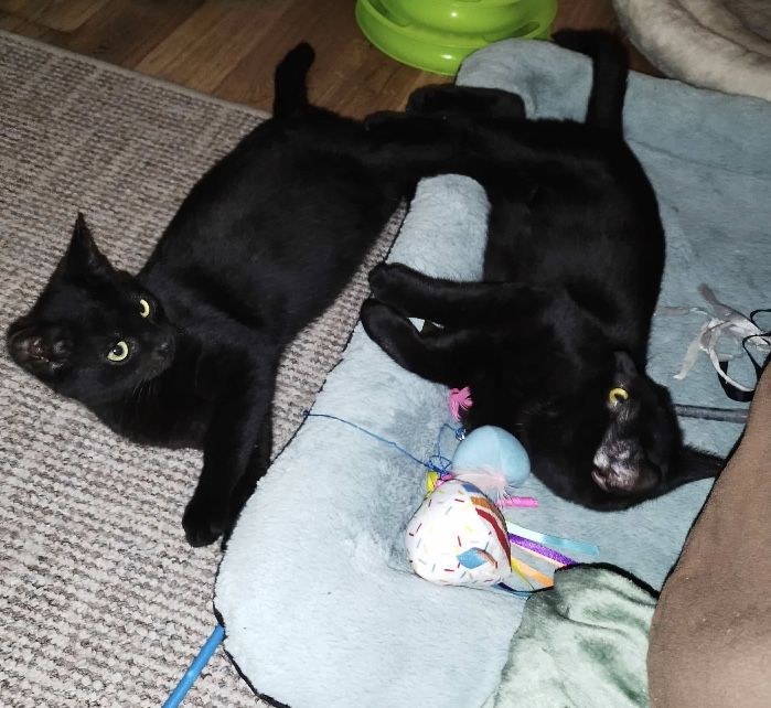 Dwa cudne kocurki do adopcji