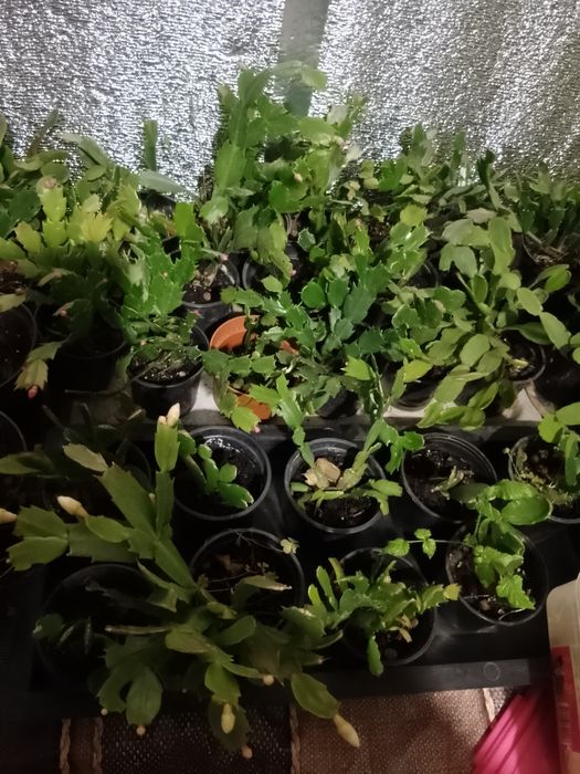 Продам рождественник