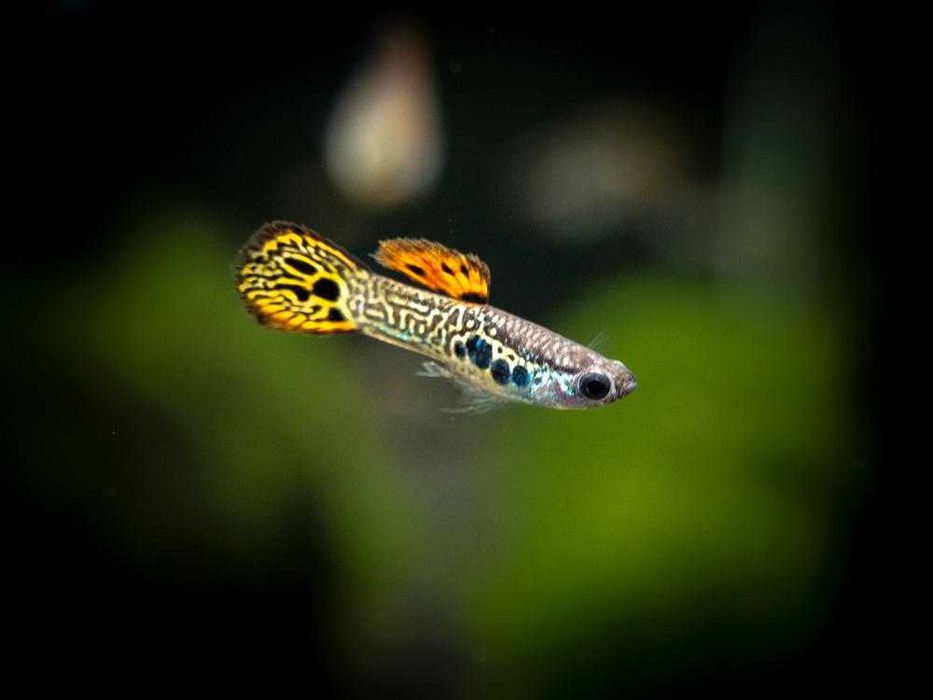 Gupik "Galaxy" - Poecilia wingei "Galaxy"