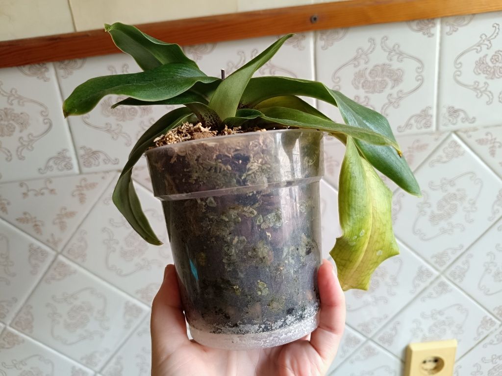 Орхидея пафиопедилум Paph. spicerianum x sib.