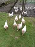 Leghorn jaja lęgowe